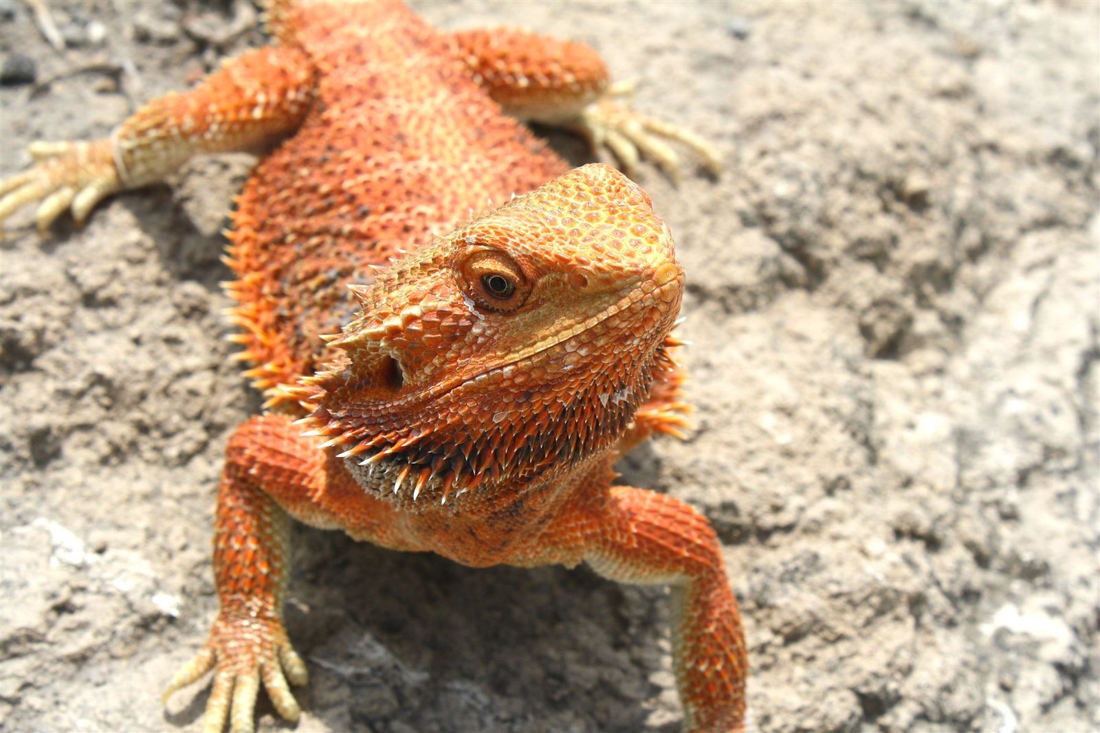Dragón barbudo