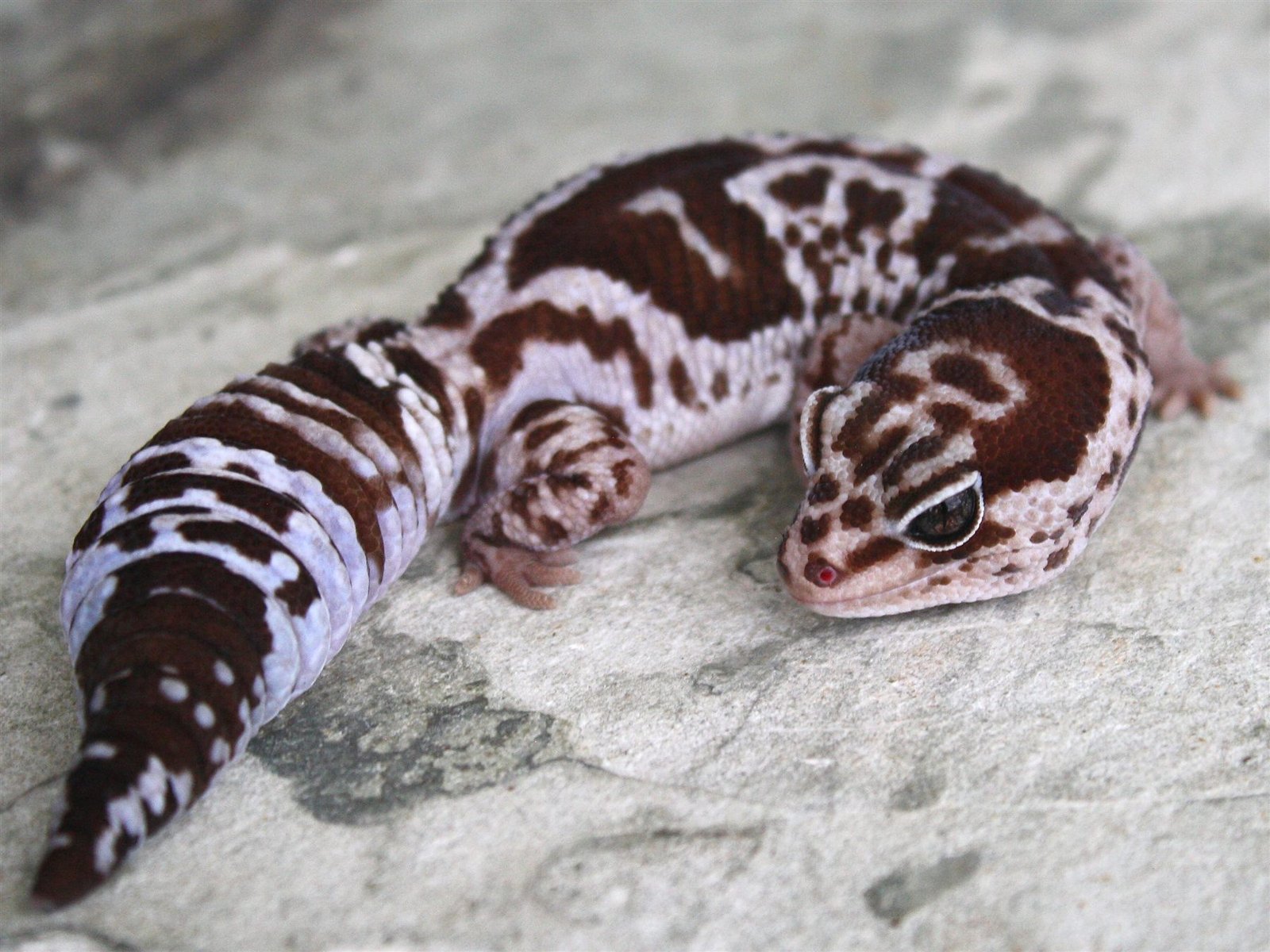 Gecko